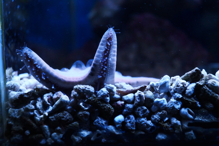 Морская звезда