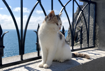 Опять котокошка