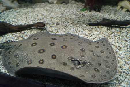 Морской скат
