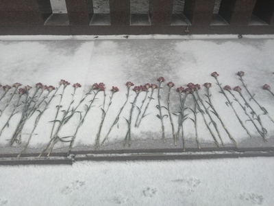 Гвоздики на снегу