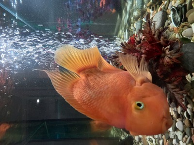 Parrot fish