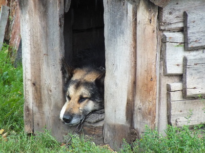Пёс