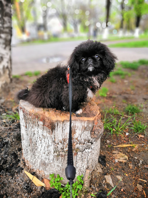 Пекинес на пеньке