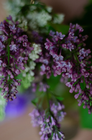 Сирень душистая