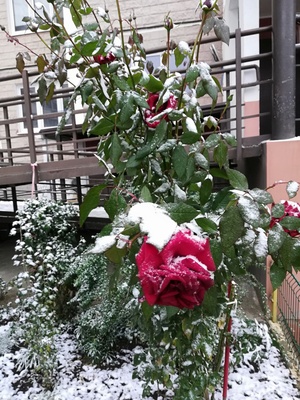 Цветы