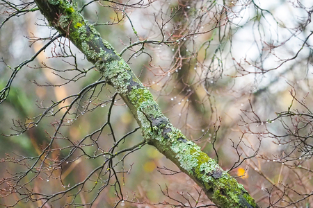 Дождливый день