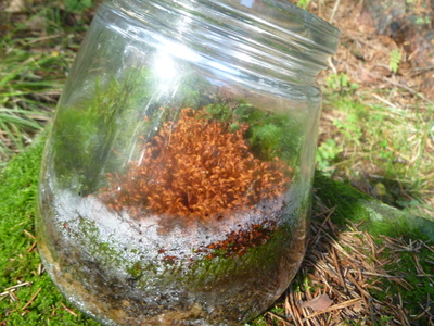 Мох в банке