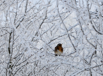 Птичка на дереве