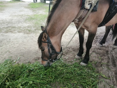 Лошадь ест траву