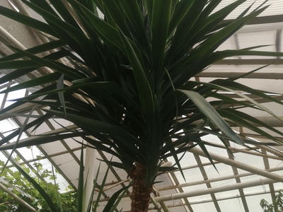 Растение в оранжерее