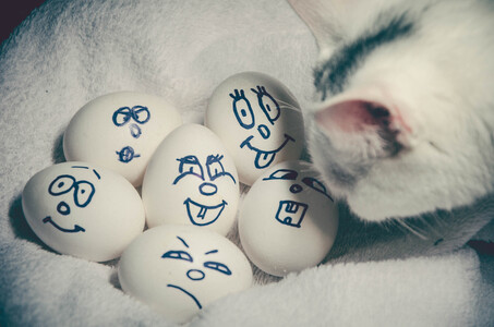 Кот и эмоции