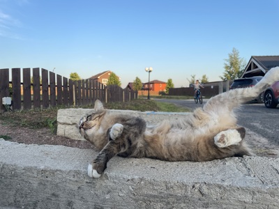 Котофейл