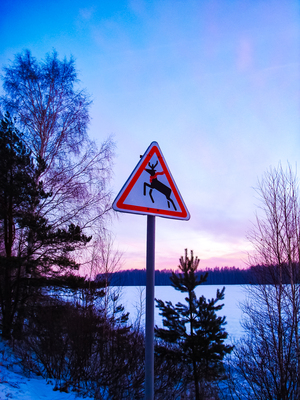 Возможен пролёт оленей