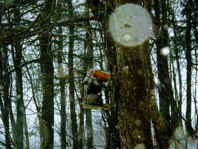 Белка в домике