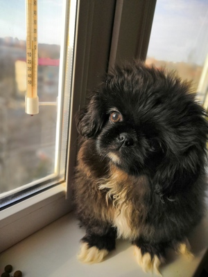 Пекинес на подоконнике