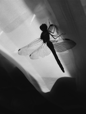 Силуэт стрекозы