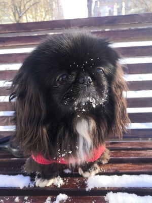 Первый снег