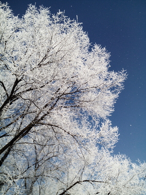 Иней на дереве