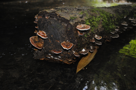 Пенек поросший грибами