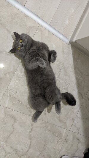 Котоопределитель теплого пола