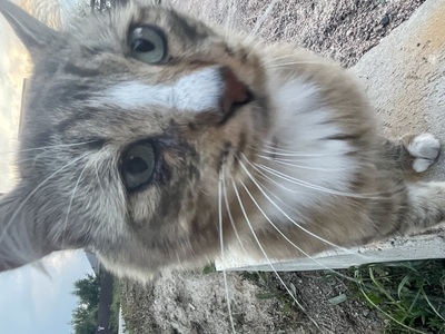 Кото портрет