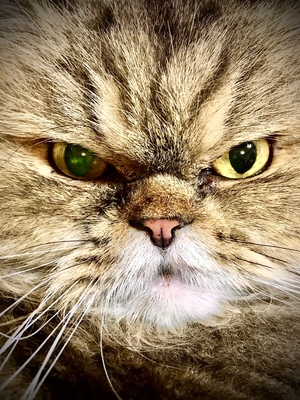 Кот