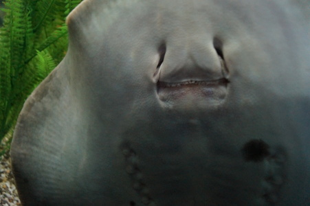 Морской скат