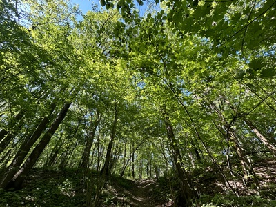 Битцевский лес