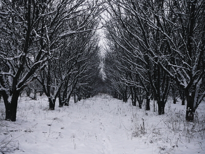 Грушевый сад