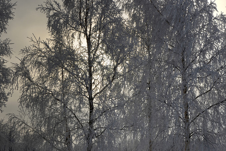 Заснеженные деревья