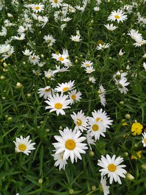 Привет ромашки