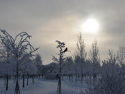 Зима в парке