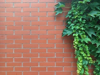 Кирпичная красная стена и плющ