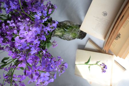 Фиолетовые цветы