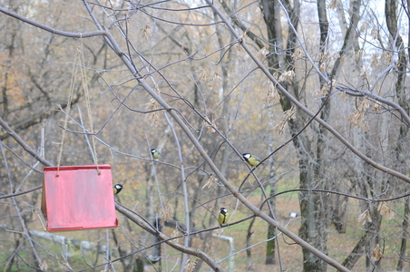 Birds