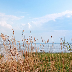 Берег финского залива