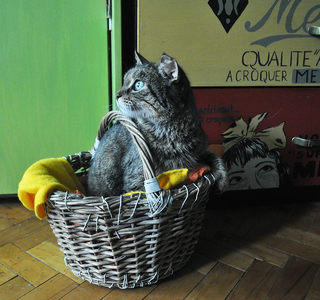 Котик в корзинке