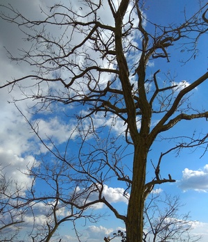 Голубое небо весной