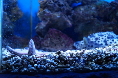 Морская звезда