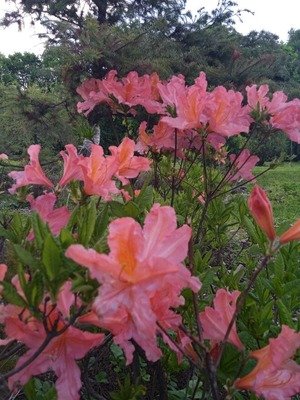 Цветы розовые