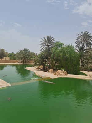 Крокодилы в воде