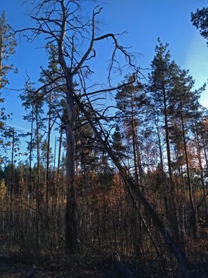 Старые сосны