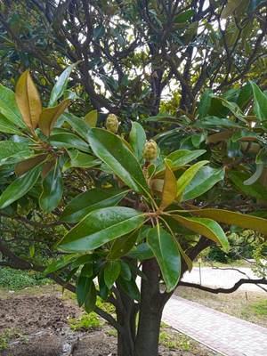 Листья дерева