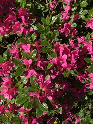 Рододендроны