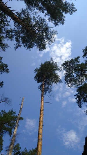 Небо