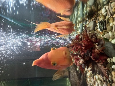 Fish face and fish tail