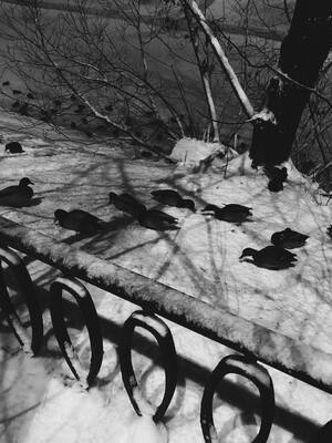 Птицы зимой