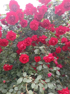 Миллион алых роз