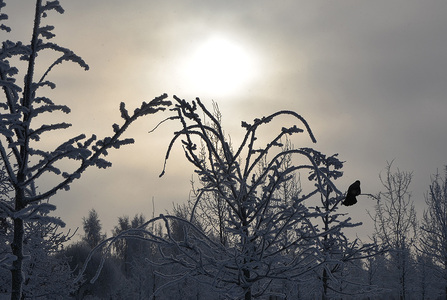 Зима в парке