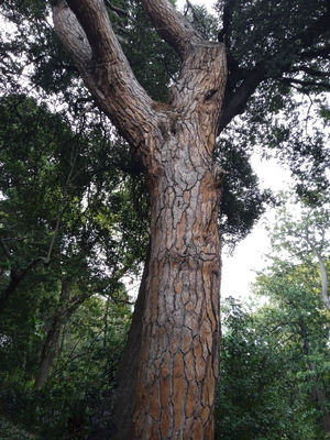 Могучее дерево